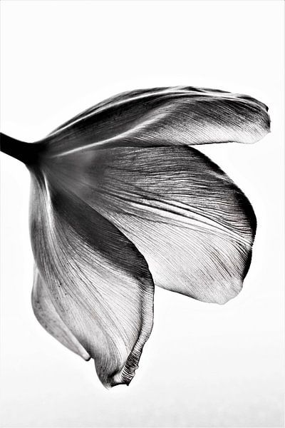 Tulp zwart/wit by Michelle Raven