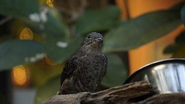 Bird by Joep Rumpf