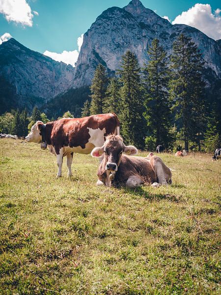 Cows in the Alps and Mountains - Mountains Landscape Nature by Der HanseArt