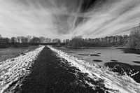 Amsterdam Forest