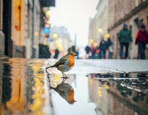 Rotkehlchen in der Stadt