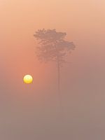 Foggy sunrise Hatertse vennen