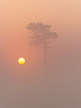 Nebliger Sonnenaufgang Hatertse vennen