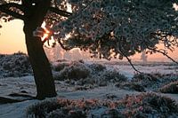 Zonsopkomst op de heide, warm licht op een koude morgen