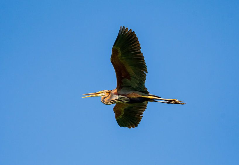 Purple heron by Merijn Loch