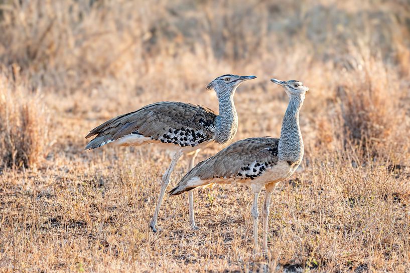 Kori Bustard by TCWILDIMAGES