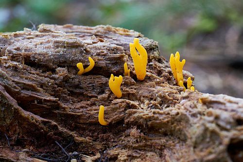 Koekoeksbloempjes, Calocera cornea, in het bos