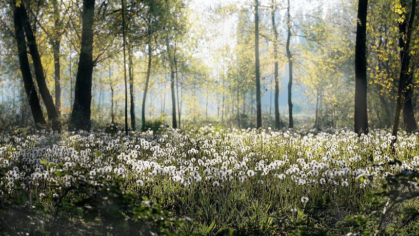 Landschaft Bäume weiß mit Löwenzahn Flaum von Lucia Leemans