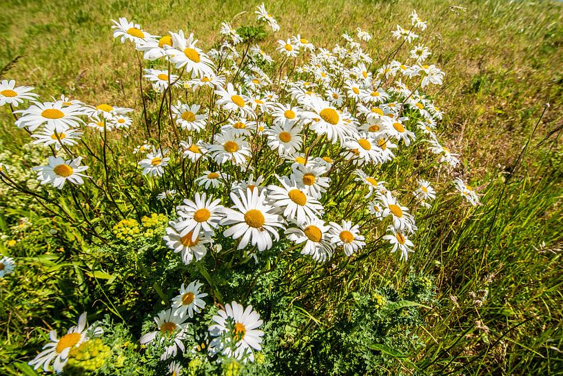 Wild Flowers on the Dike by Brian Morgan