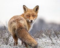 Close-up of a Fox in the cold