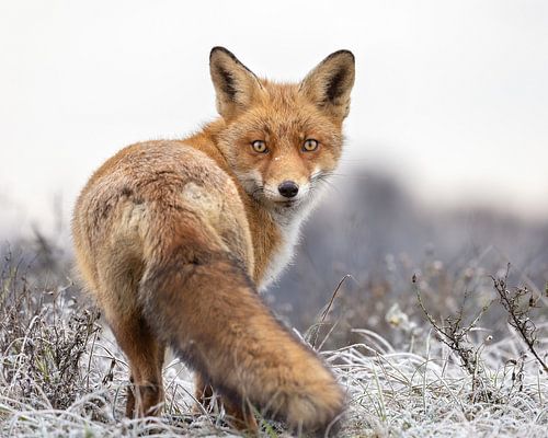 Close-up of a Fox in the cold by Patrick van Bakkum