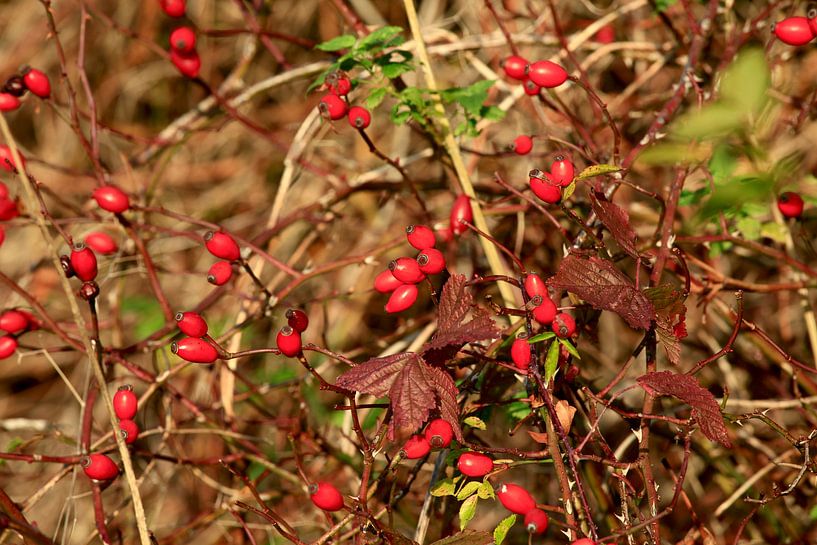 Rose hips by Thomas Jäger