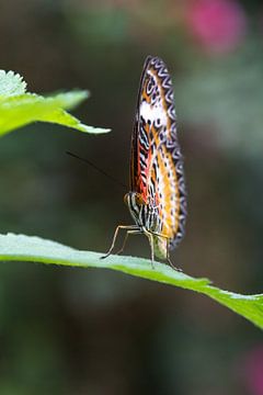 Vlinder van Robert Lindeboom