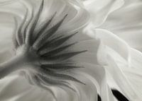 Calendula
