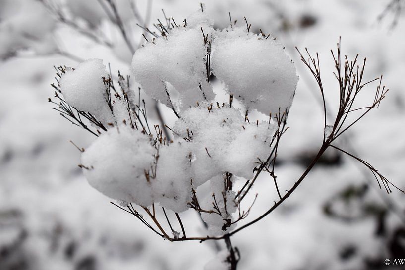 Winter von Angela Wouters