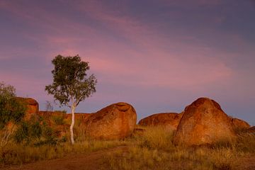 Lone ghost Gumtree against pink purple evening sky in the Devil's Marbles Nature Reserve by Joyce van Dijk Fotografie - fotografiekunst vanuit m'n