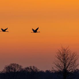 Grues au lever du soleil sur Neil Kampherbeek