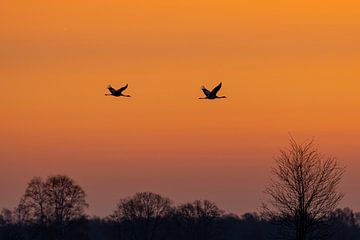 Kraanvogels bij zonsopkomst van Neil Kampherbeek