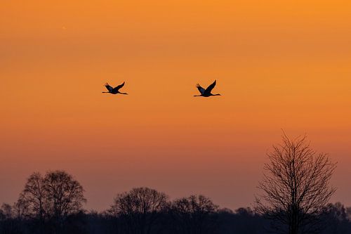 Grues au lever du soleil