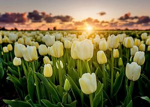 Zonsondergang tussen de witte tulpen sur Costas Ganasos