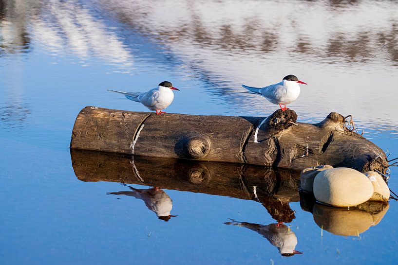 Nordic star with mirror image by Merijn Loch
