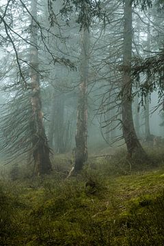 Mystical misty atmosphere in the mountain spruce forest 9 by Holger Spieker