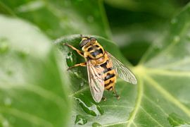 Bezige bij von Eddy Horsting