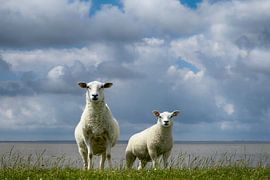 Nieuwsgierig aan de Friese Wadden van Astrid Volten