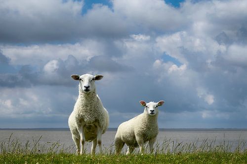 Nieuwsgierig aan de Friese Wadden