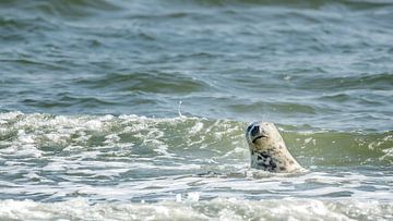 Visitor to The Raging Globe