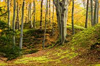 Herfst in het bos von Michel van Kooten Miniaturansicht