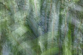 Abstract Photography Botany Plants Ferns