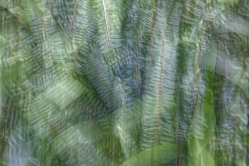 Abstract Photography Botany Plants Ferns
