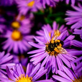 Prachtige bloesems in de huistuin van Oliver Hlavaty