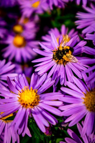 Beautiful blossoms in the home garden by Oliver Hlavaty