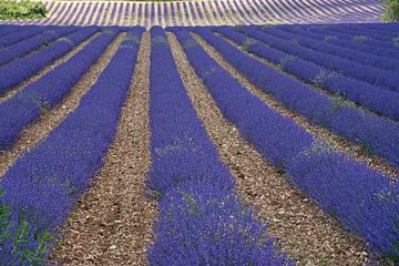 Wavy purple lavender field in French Provence. by Gert van Santen