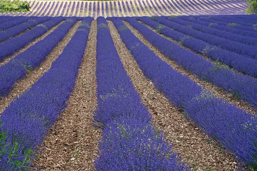 Wavy purple lavender field in French Provence.