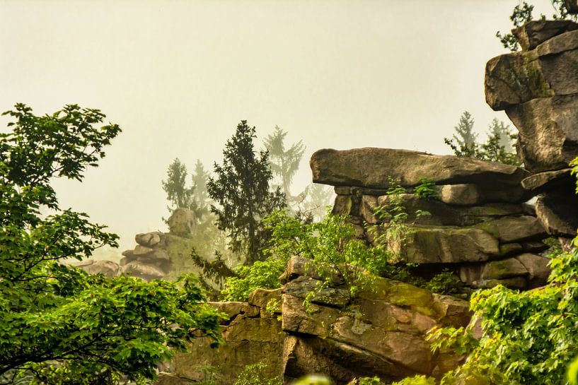 Avec objectif analogique Brouillard de prairie de fleurs de forêt par Johnny Flash