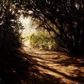Horsten bospad van PAM fotostudio