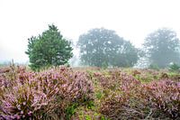 La lande dans la brume
