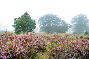 Heide im Nebel