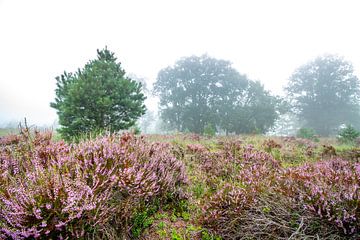 Heideveld in de mist van Johan Honders