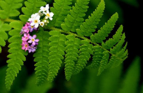 Een varen in de tuin