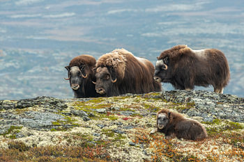 Muskusos familie