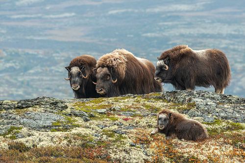 Musk ox family
