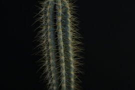 Cactus van Lisa Anne