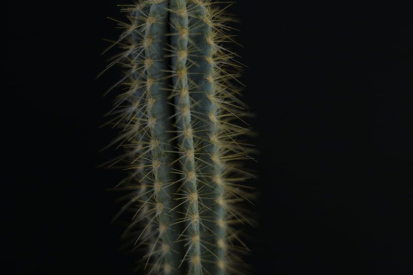 Cactus by Lisa Anne