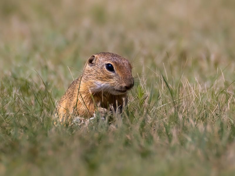 A portrait of the ground squirrel by Teresa Bauer