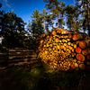 Gestapelde omgehakte boomstammen belicht door de zon van Bart van Dam