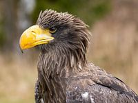 Portrait of the giant eagle